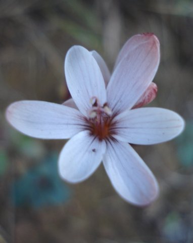 Geissorhiza ovata flower